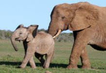 Nudge其實好多時都會失敗架……